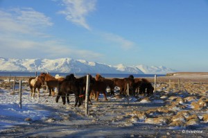 Kaldbakur Tour 2015 (1)